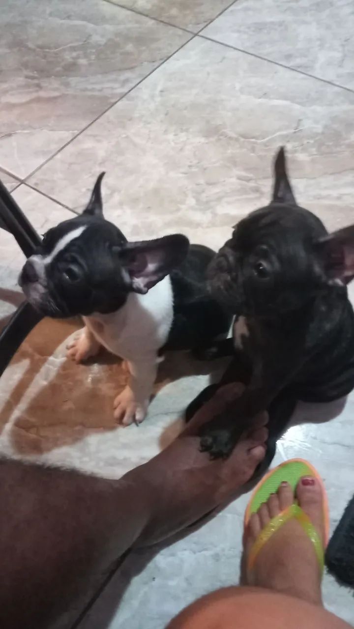 Filhote de Bulldog Francês - Foto 2