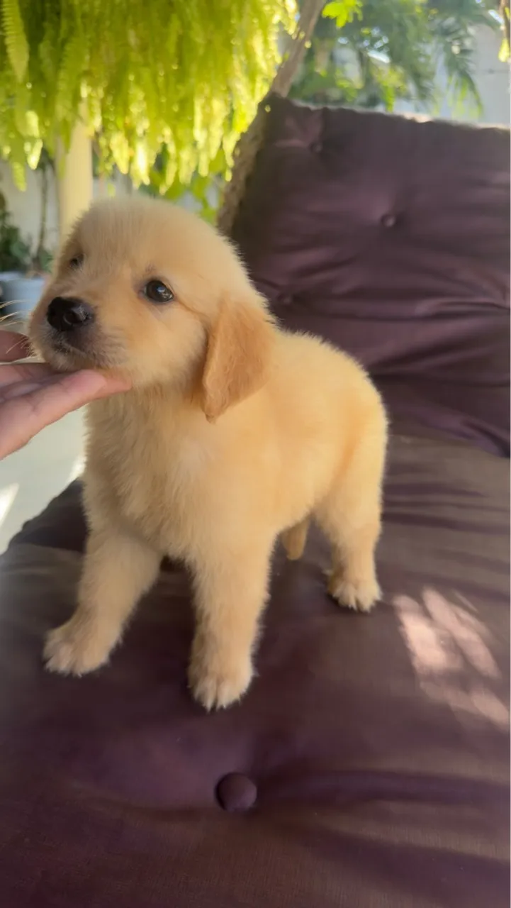 Golden Retriever fêmea
