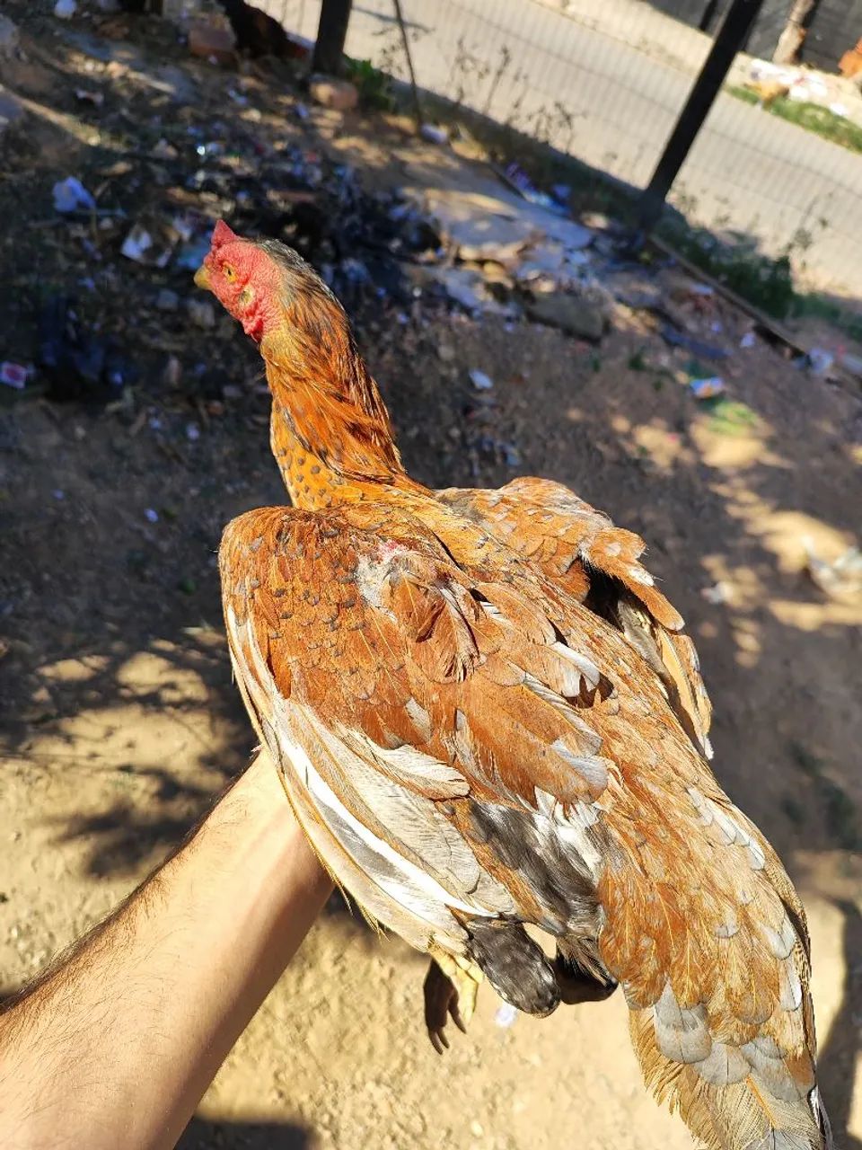 Galinha india - Foto 2