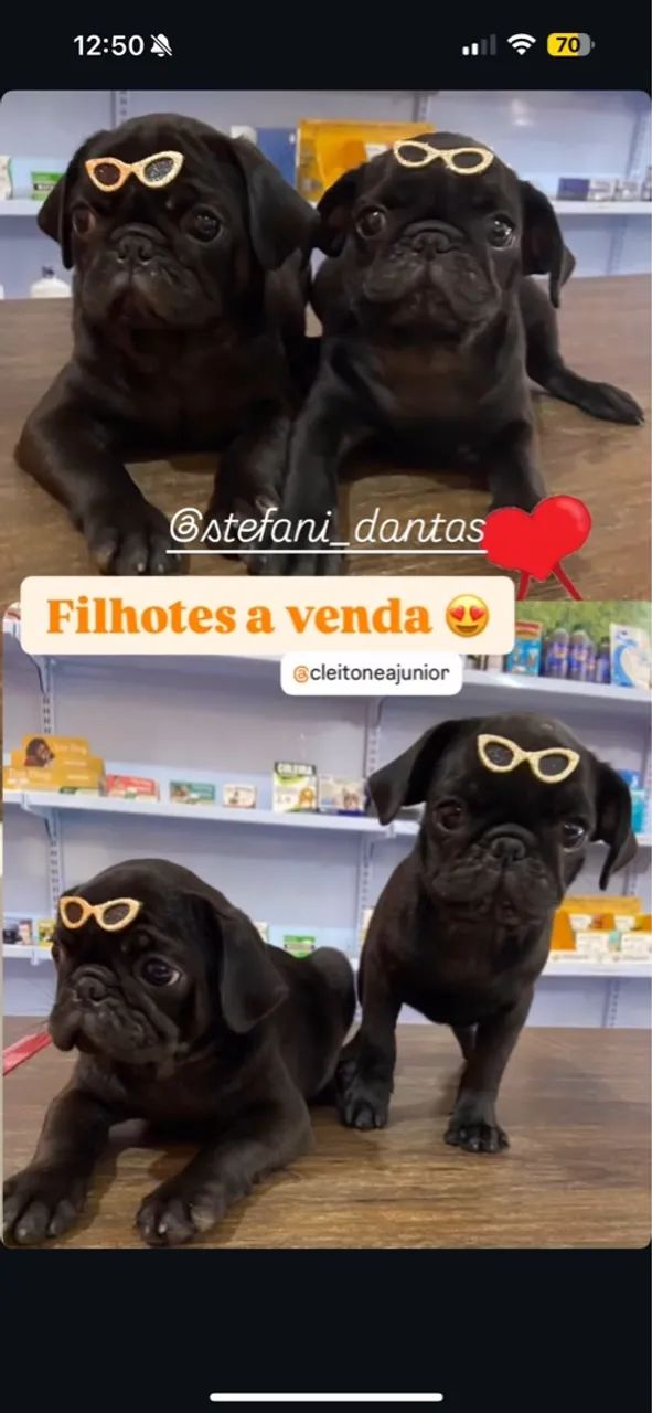 Filhote Pug de raça pura