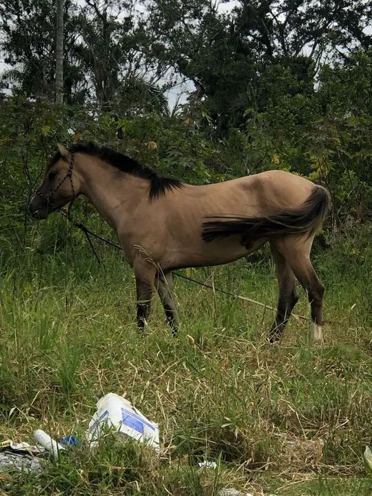 Vendo égua - Foto 4