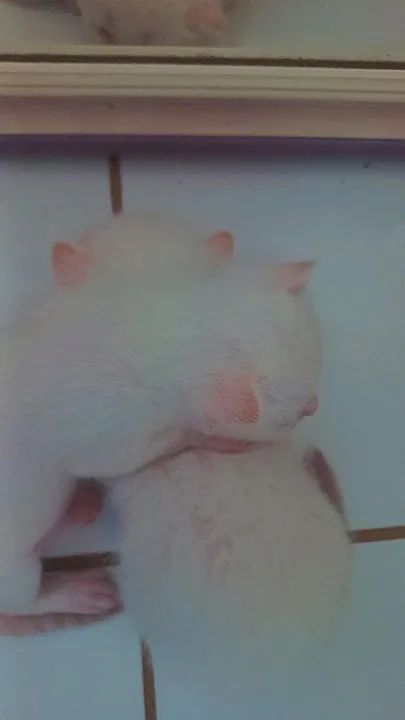 Gatinhos fofinhos para adoção - Foto 4