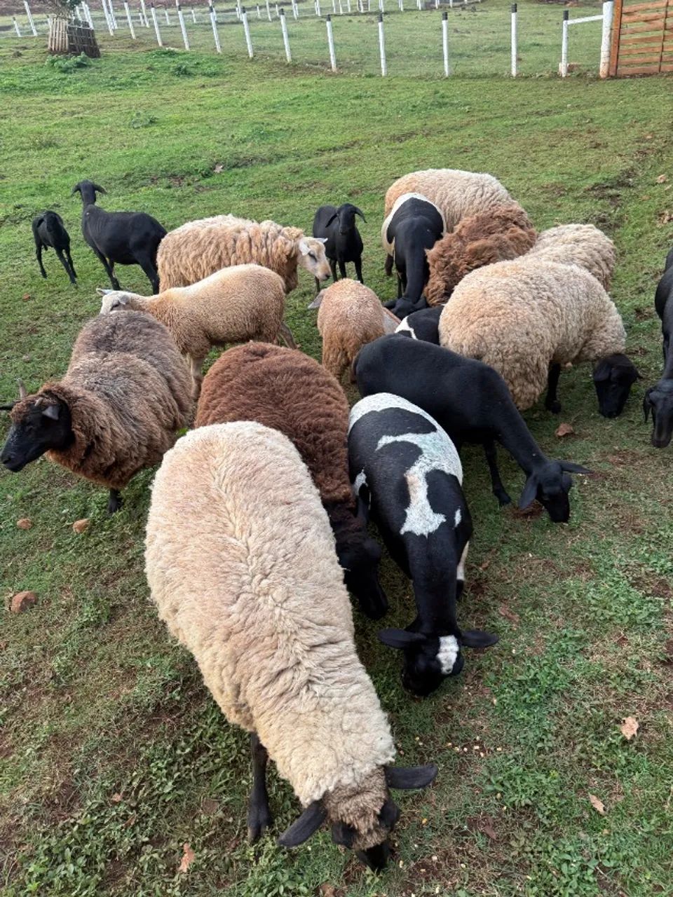 Ovelhas Texel e Suffolk puras - Genética de Qualidade  - Foto 4