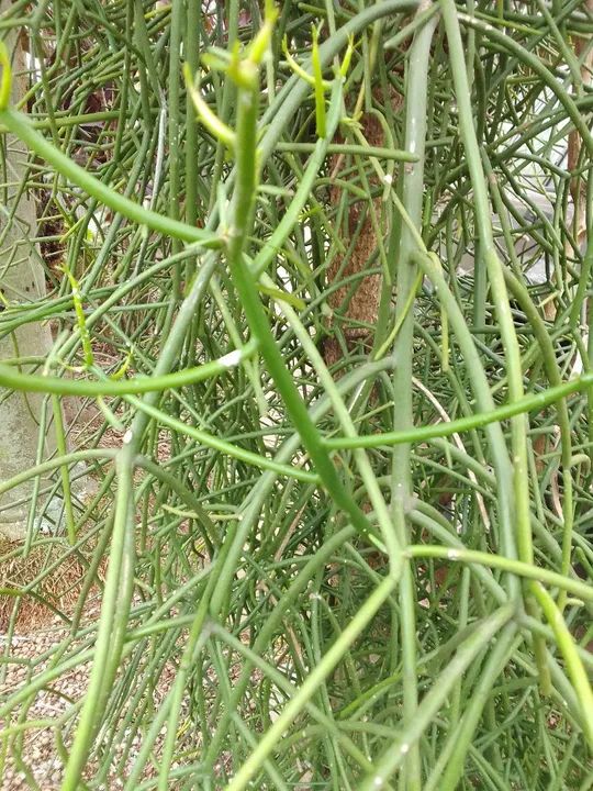 Planta grande Avelós, mudas. - Foto 6