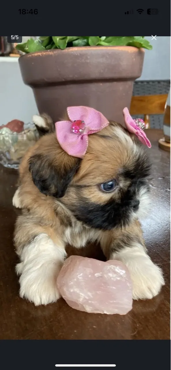 Shih Tzu