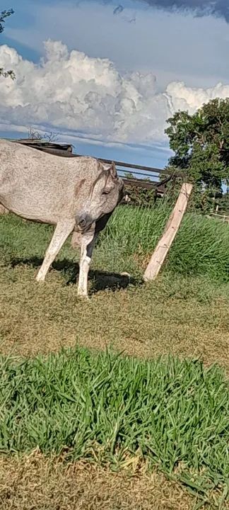Vendo ou troco ou troco por bezerra ou vaca ou egua  - Foto 4