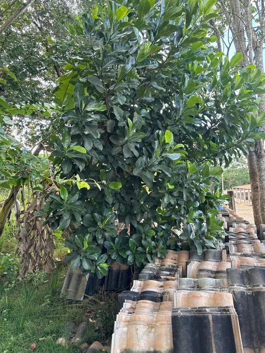 lote no jardim botânico Itaipu 7 próximo ao ouro vermelho 1 - Foto 6