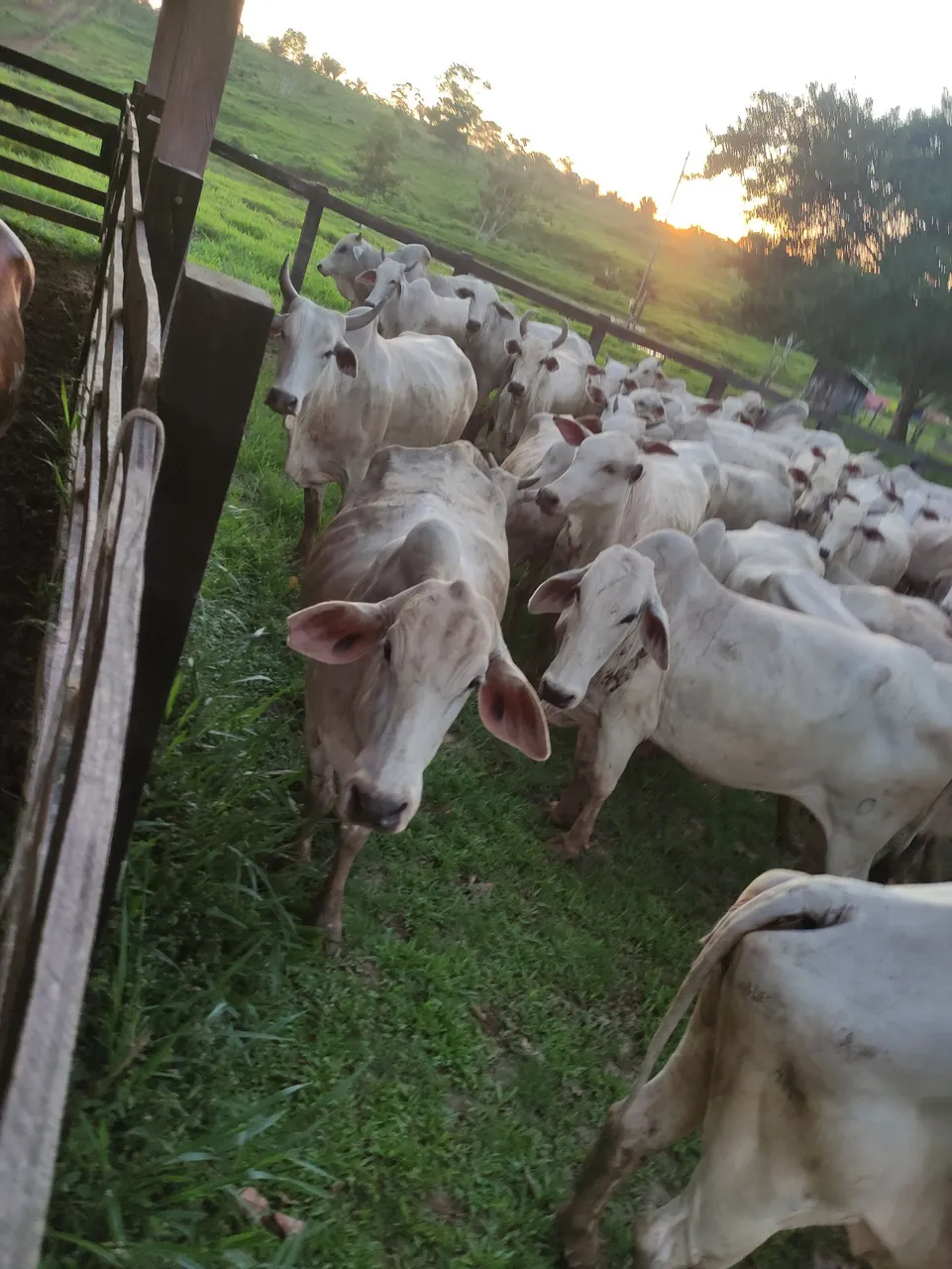 Vendo 2 terra em Feijó