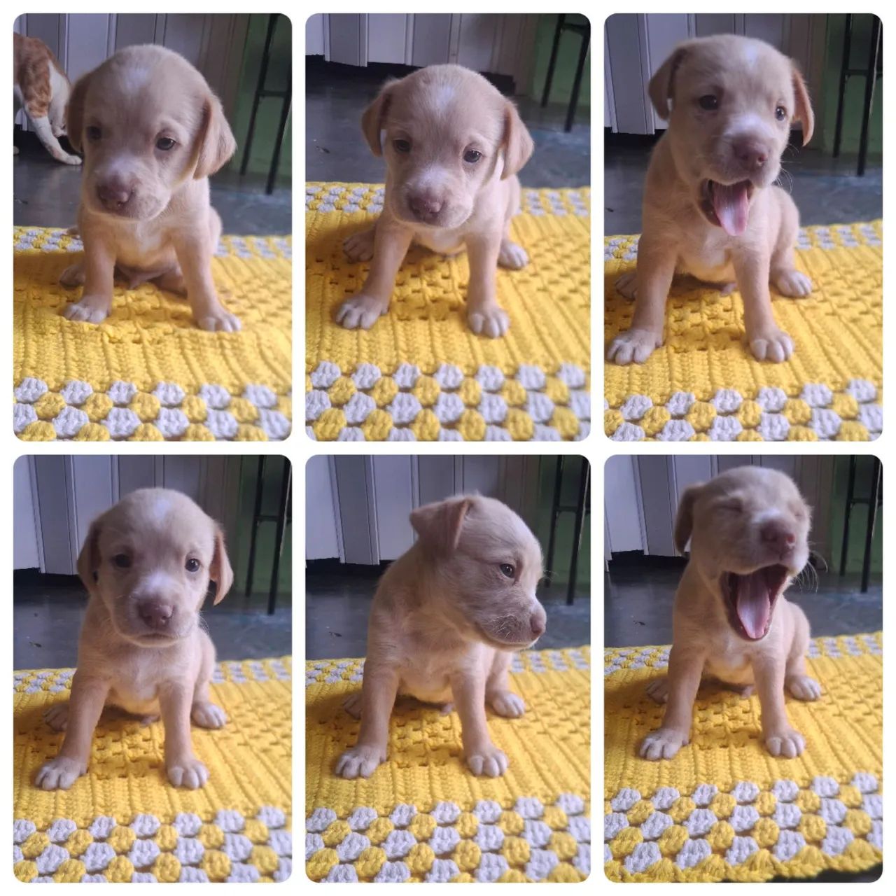 Filhote adorável para adoção!