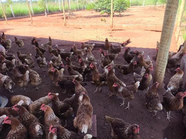 Galinhas de postura