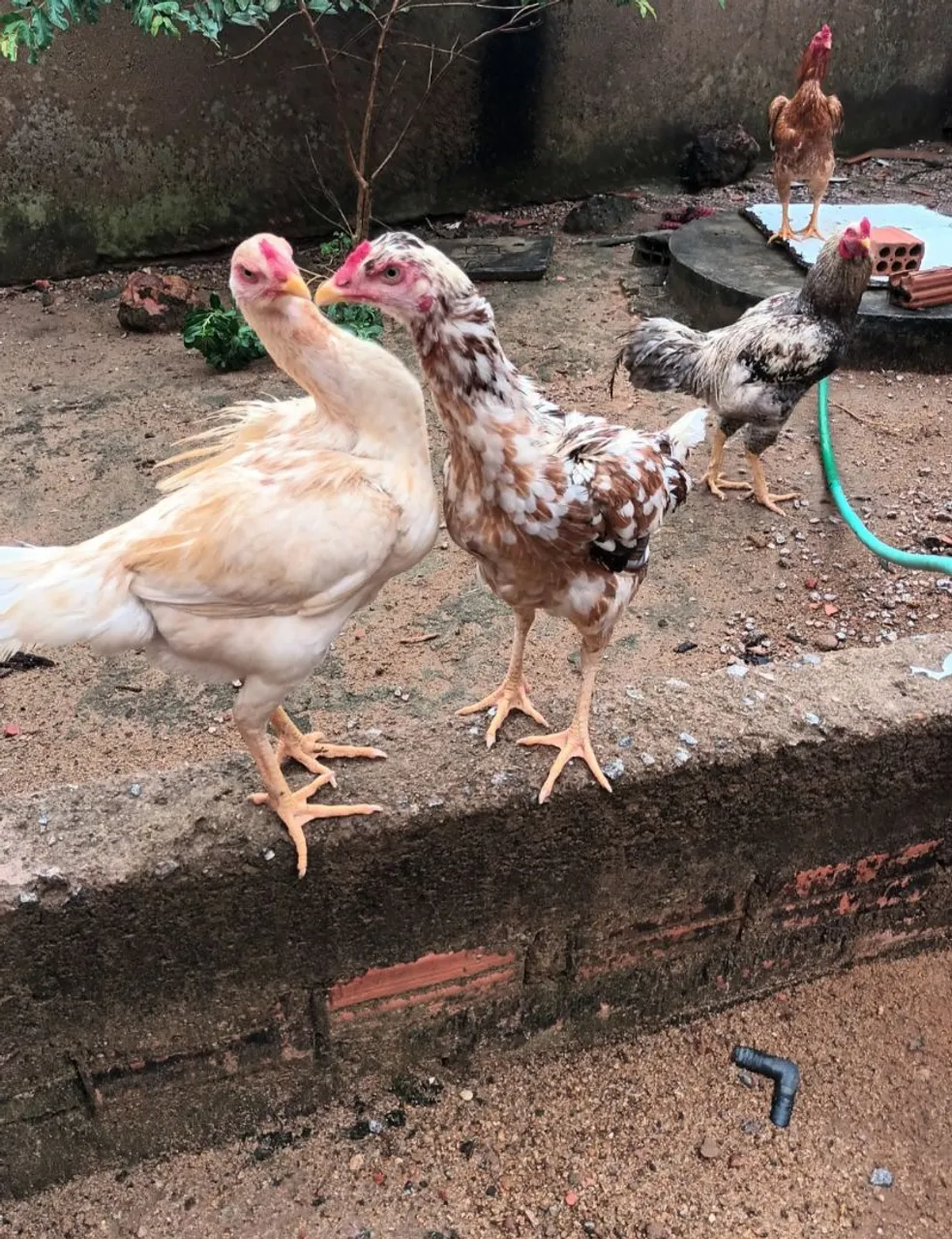 Galinhas e galo é pinto franguinho