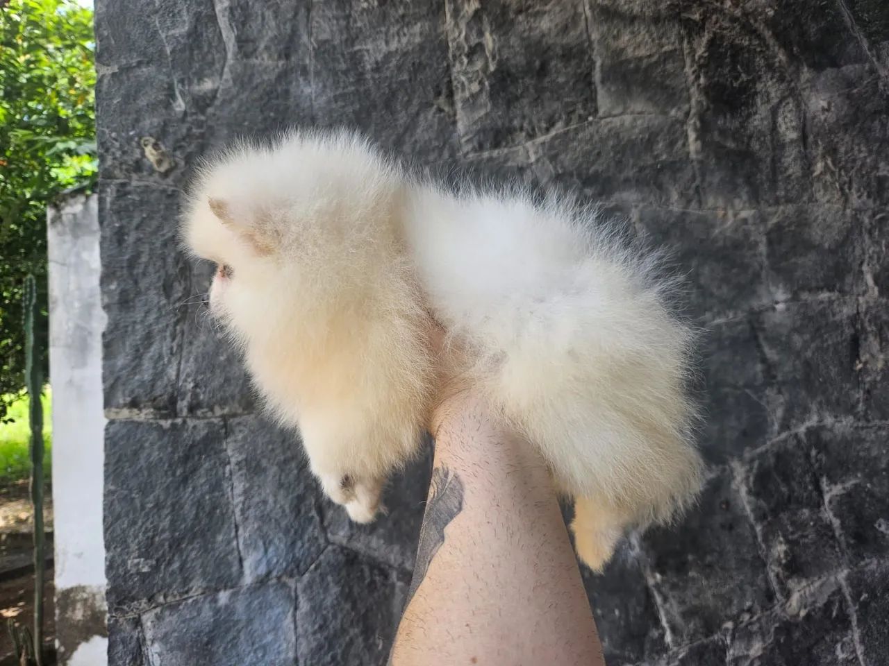 PROMOÇÃO - LULU DA POMERÂNIA BRANCO URSINHO  - Foto 4