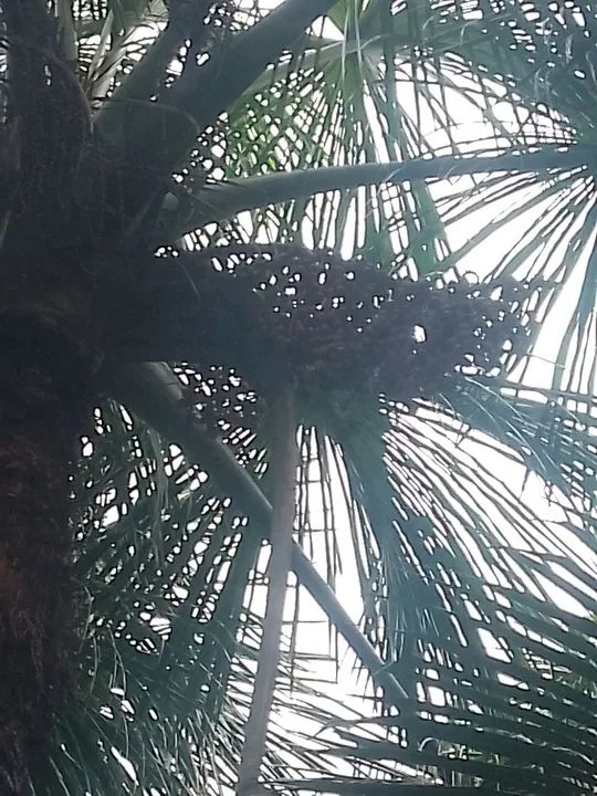 Buriti 