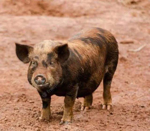 VENDA DE PORCO CAIPIRA  - Foto 5