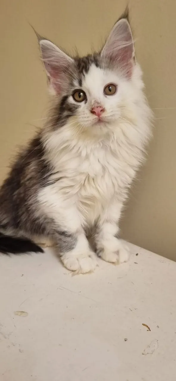  Vendo Linda filhote Gatinha Maine Coon