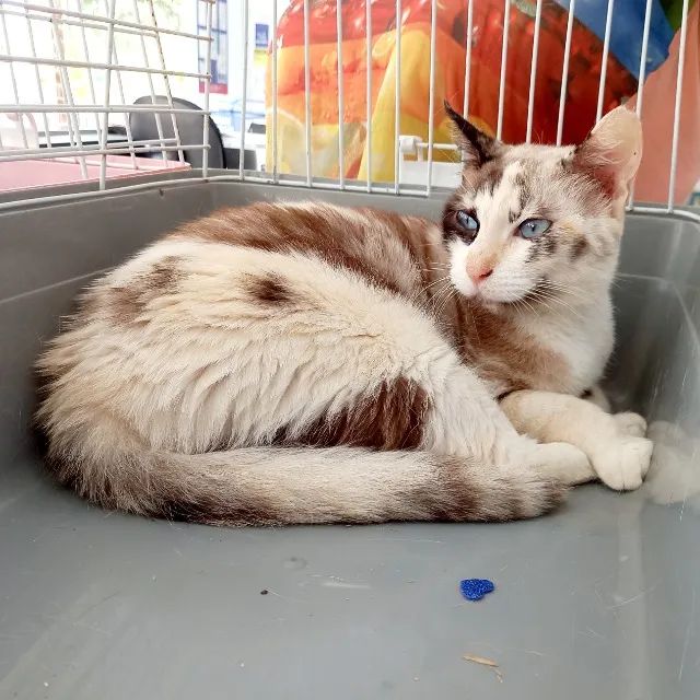 Gata arlequina castrada