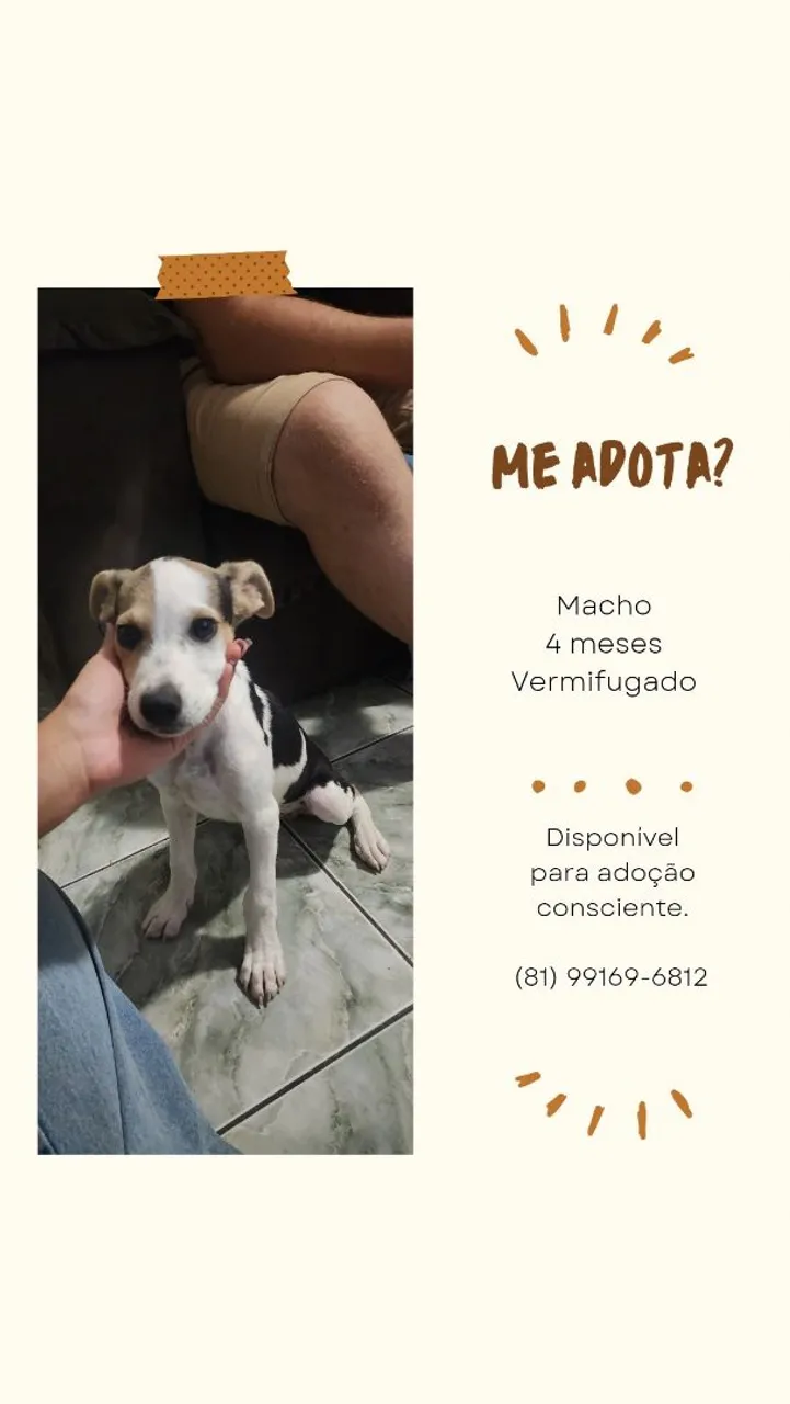 Cachorro para adoção