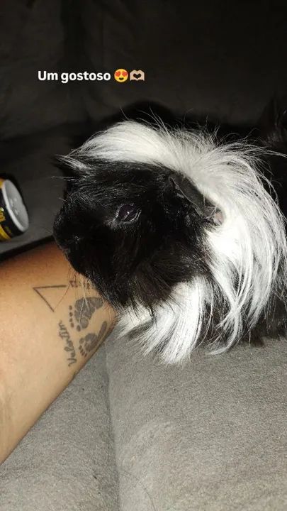 Porquinho da índia peruano 