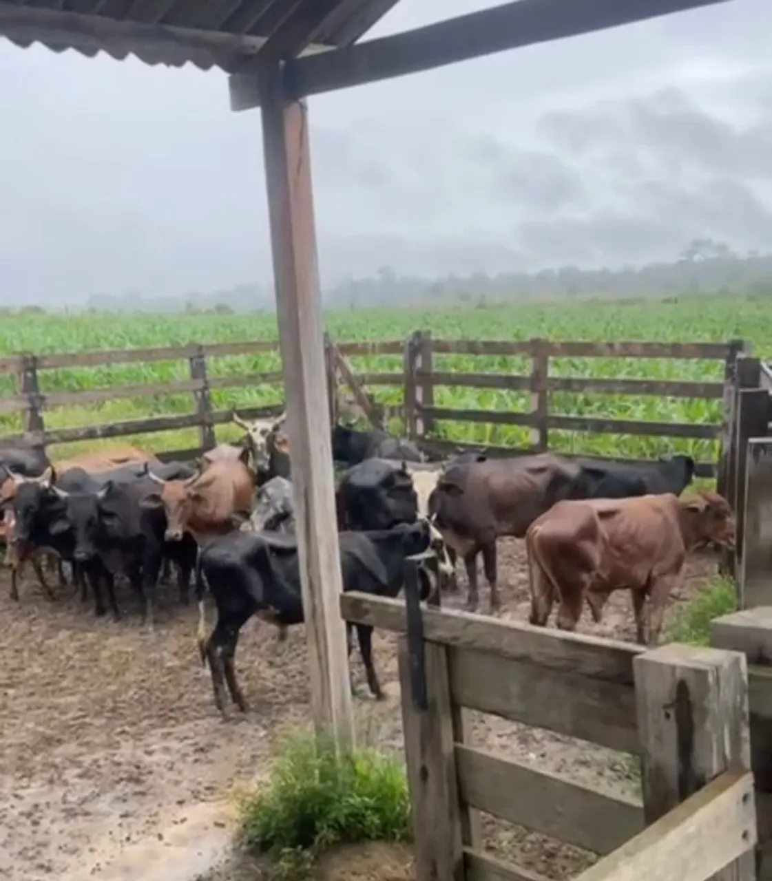 10 vaca 6 garrote promoção 
