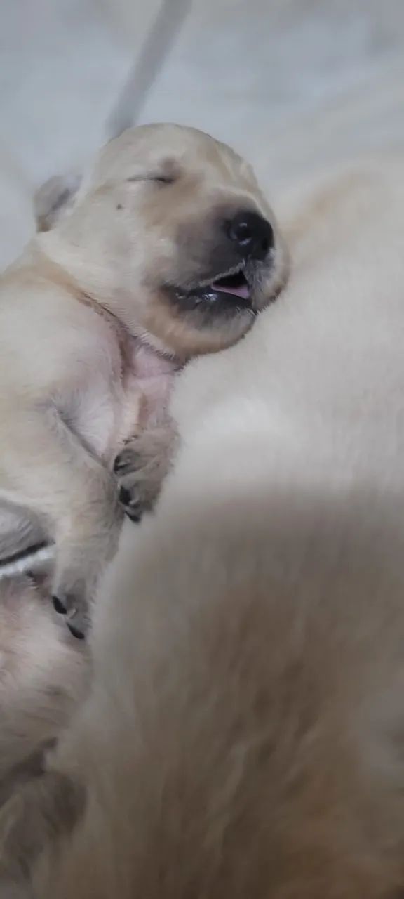 Filhotes de cachorro Golden Retriever  - Foto 3