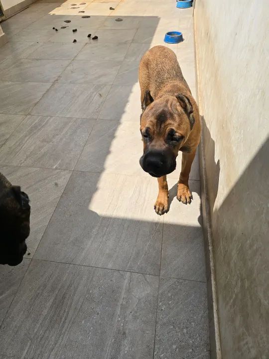 Cane Corso  com 9 meses - Foto 2