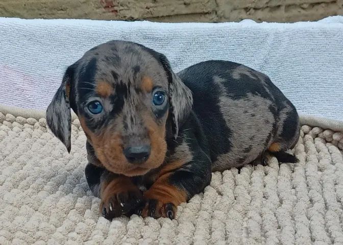 Filhotes de Dachshund - Lindíssimos (cofap, salsicha, teckel, cão salsicha) - Foto 4