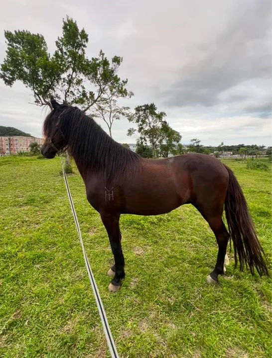 Cavalo mangalarga marchador picada  - Foto 6