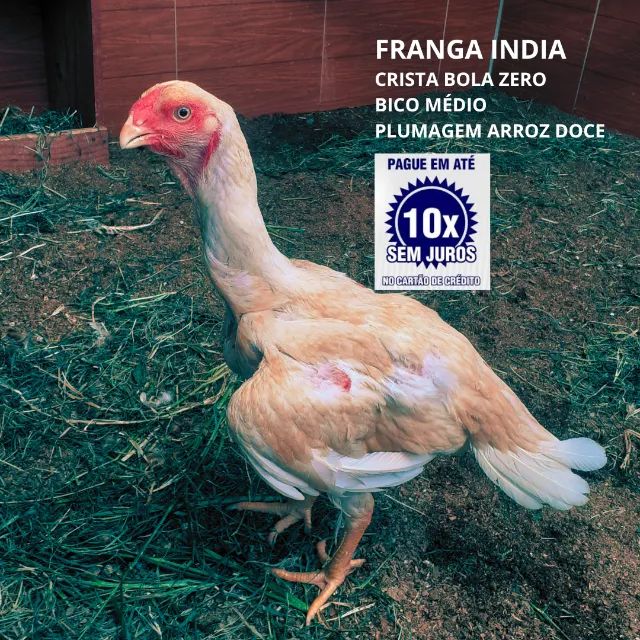 Franga Índia || Crista Bola Zero - Foto 5