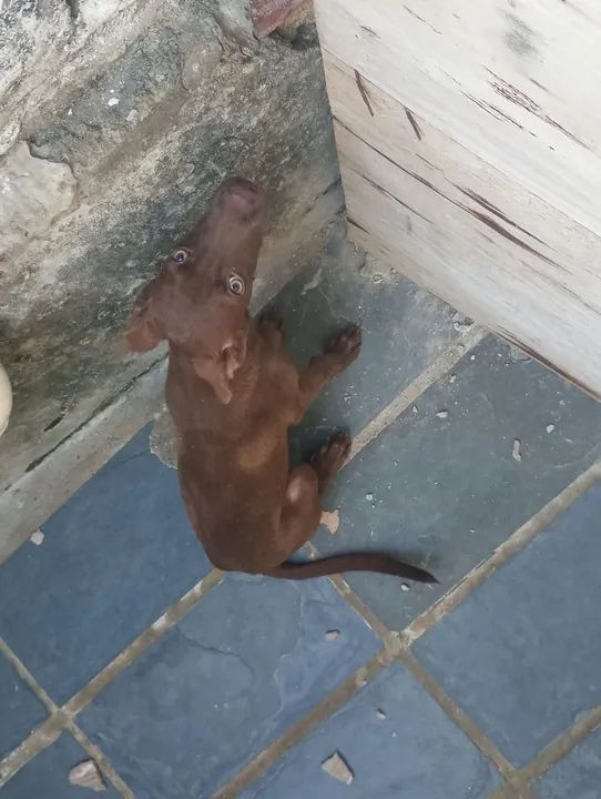 Doação de uma cachorrinha 