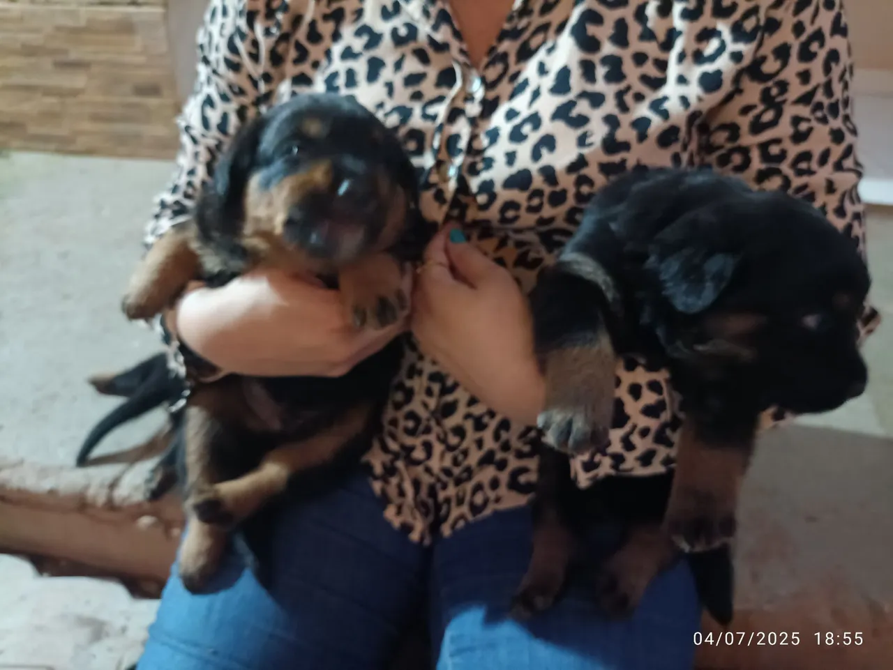 Filhotes de Rottweiler , valor 1000,00 reais