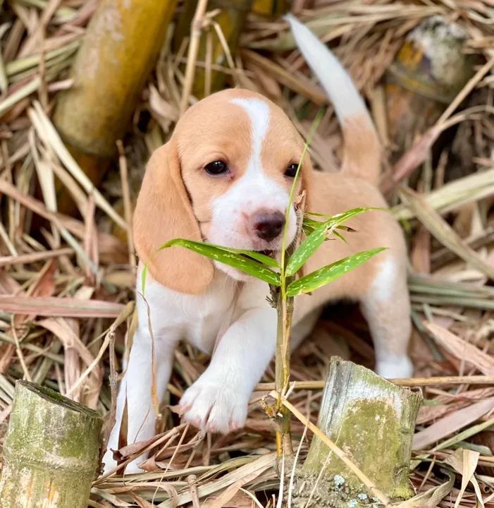 Patinhas fofas - Foto 3