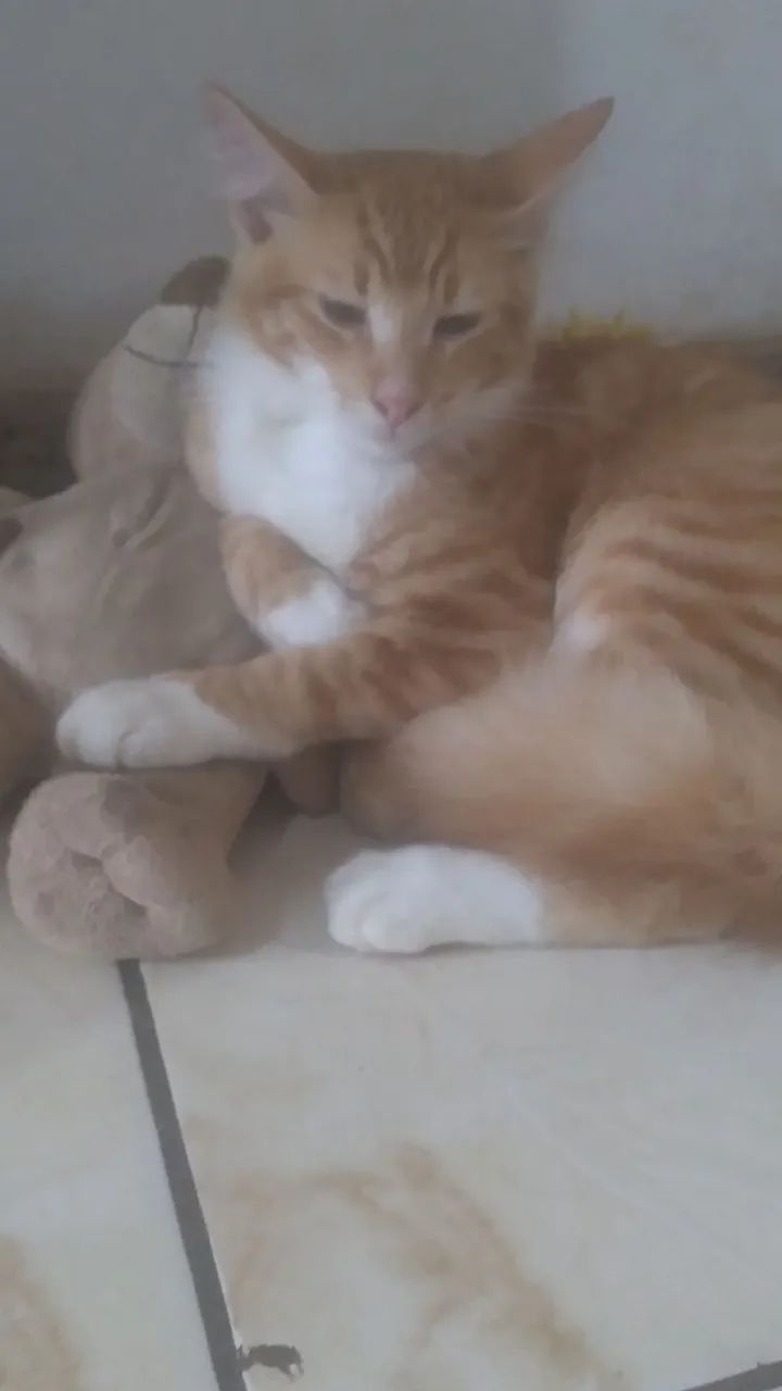 Gatinho fofo para adoção - Foto 4