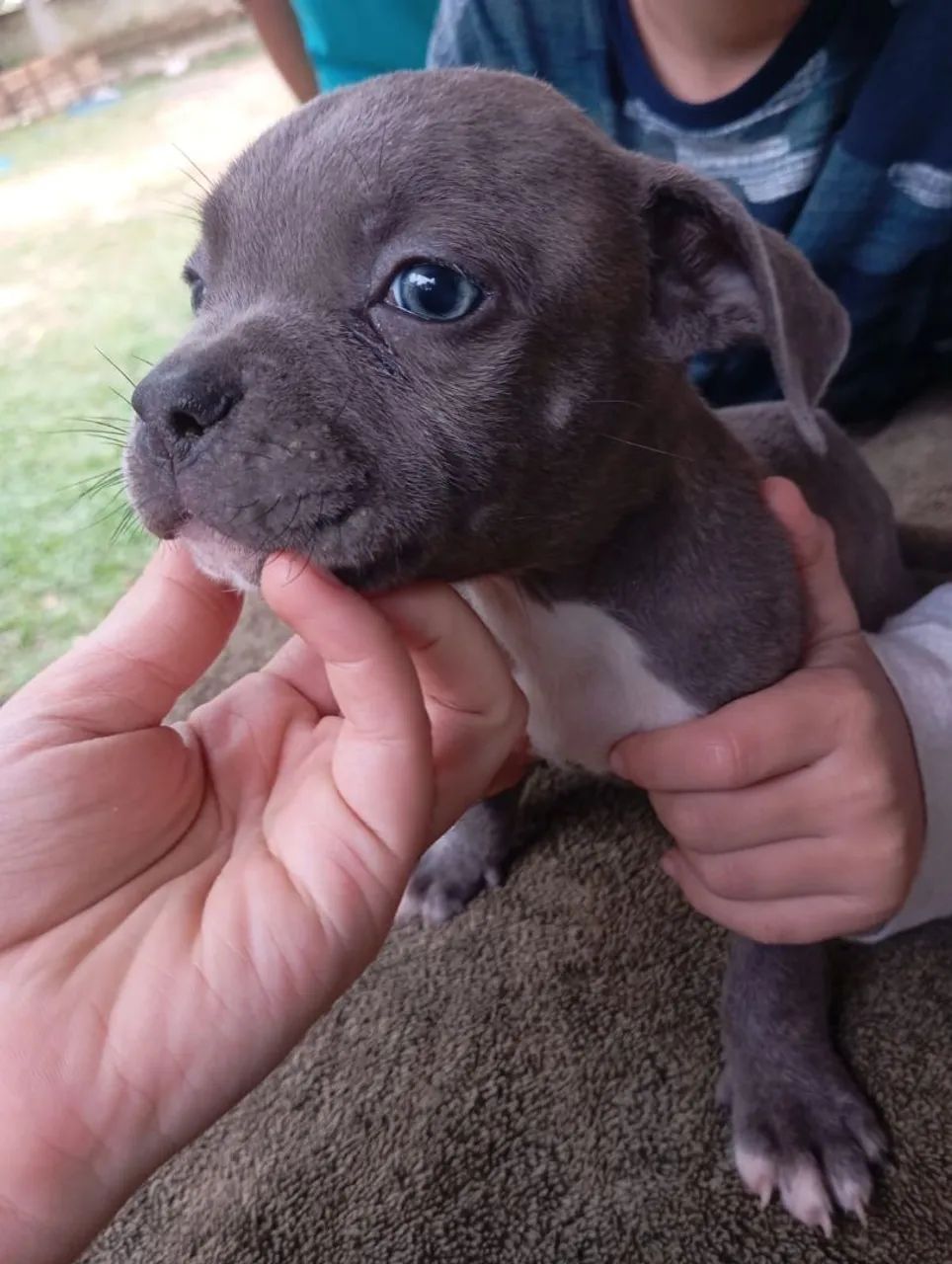 Filhotes de American bully - Foto 5