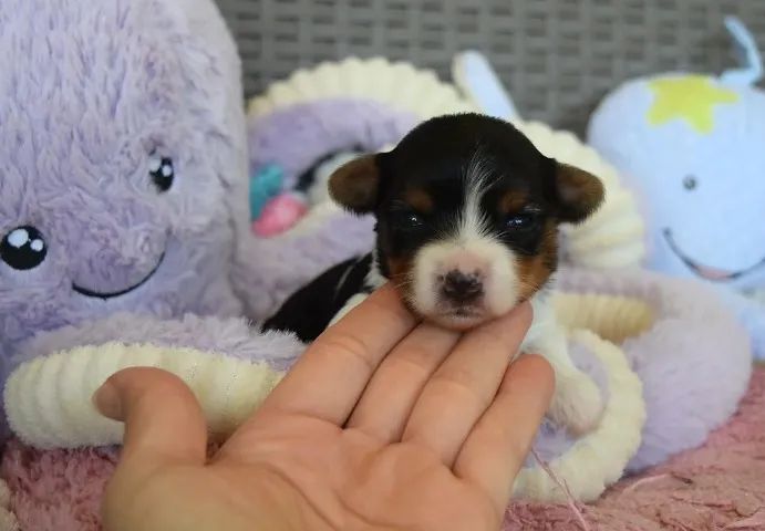 Biewer Terrier Filhotes Tricolores - Super Dóceis e Carinhosos