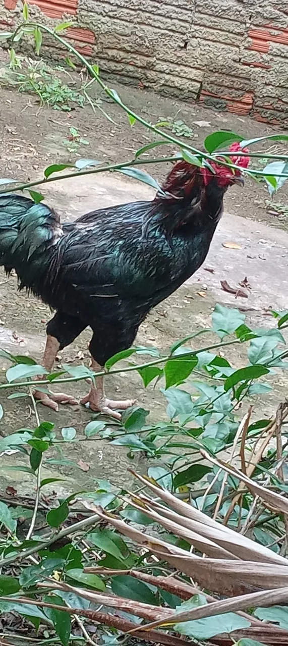 Vendo galo
