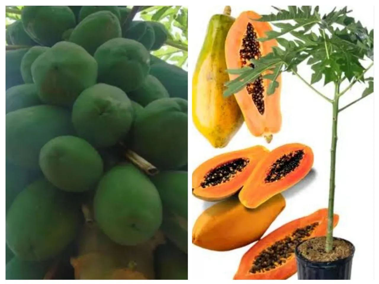 Mudinhas de tomate cereja para cultivar em casa! - Foto 4