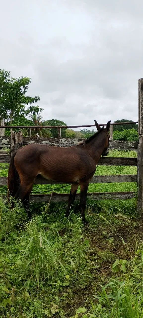 Burro  - Foto 5
