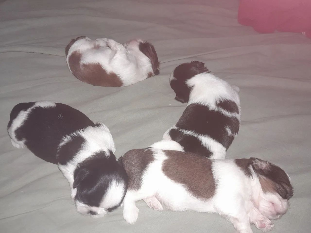  Vende-se Filhote Shih Tzu. - Foto 5