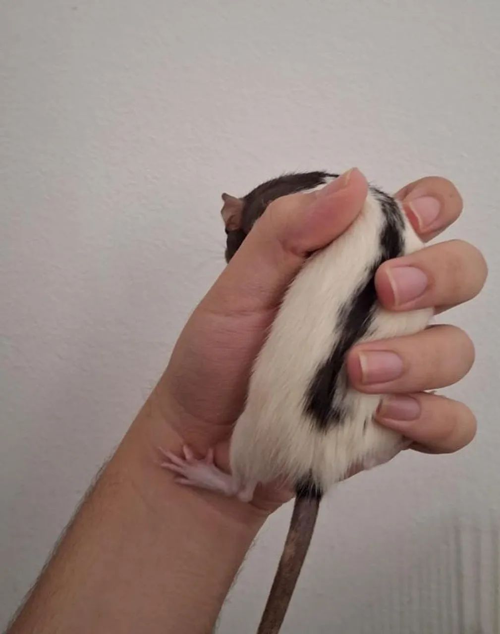 Rato twister  - Foto 2