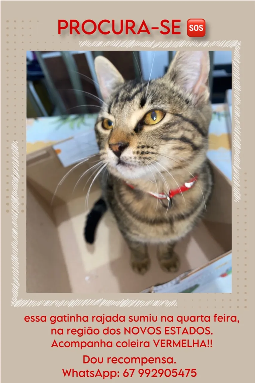 procura-se com recompensa gata 