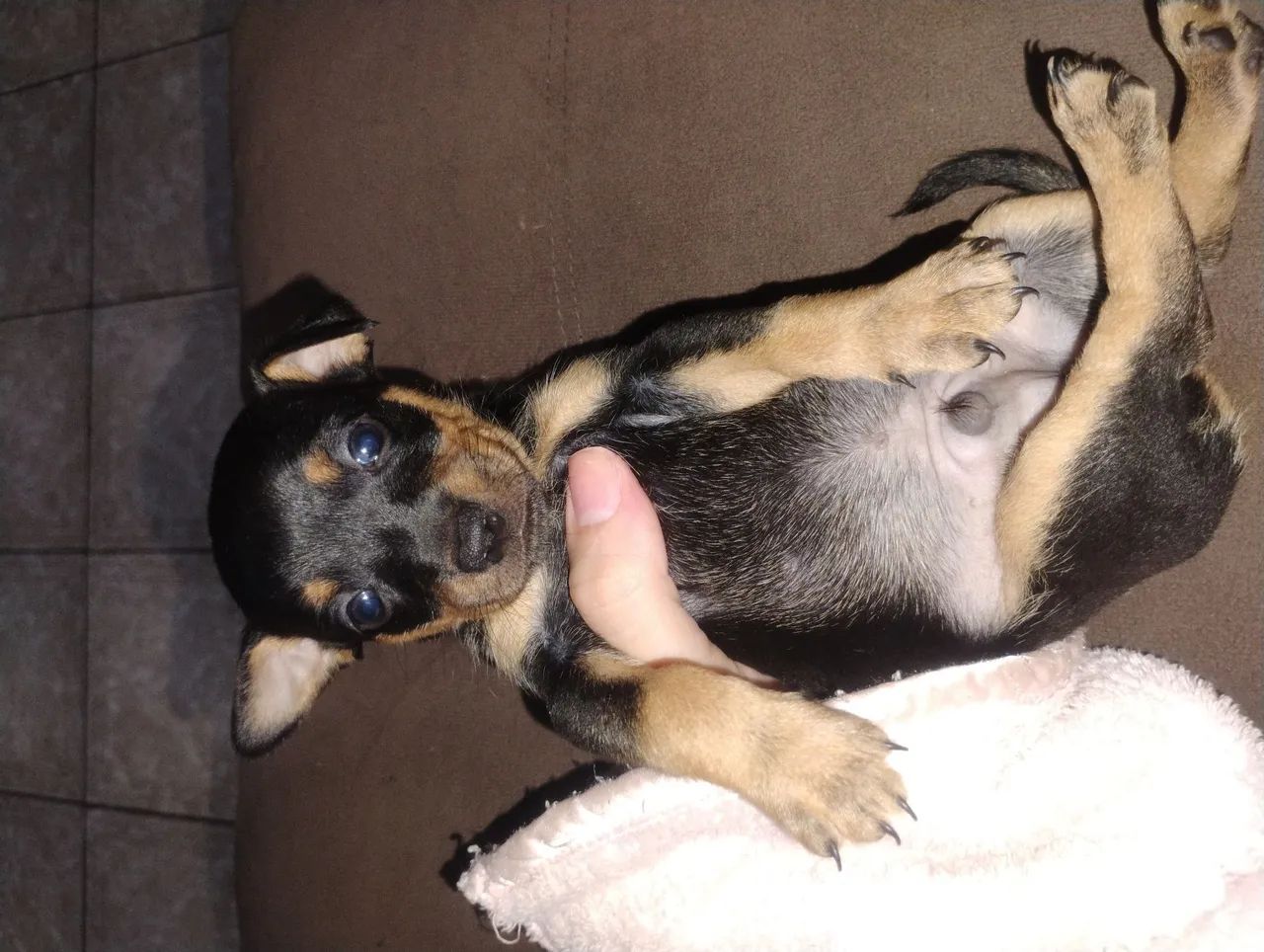 Pinscher 