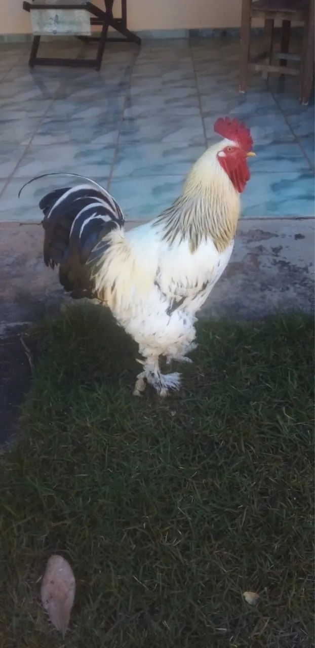 Galo Brahma - Foto 2