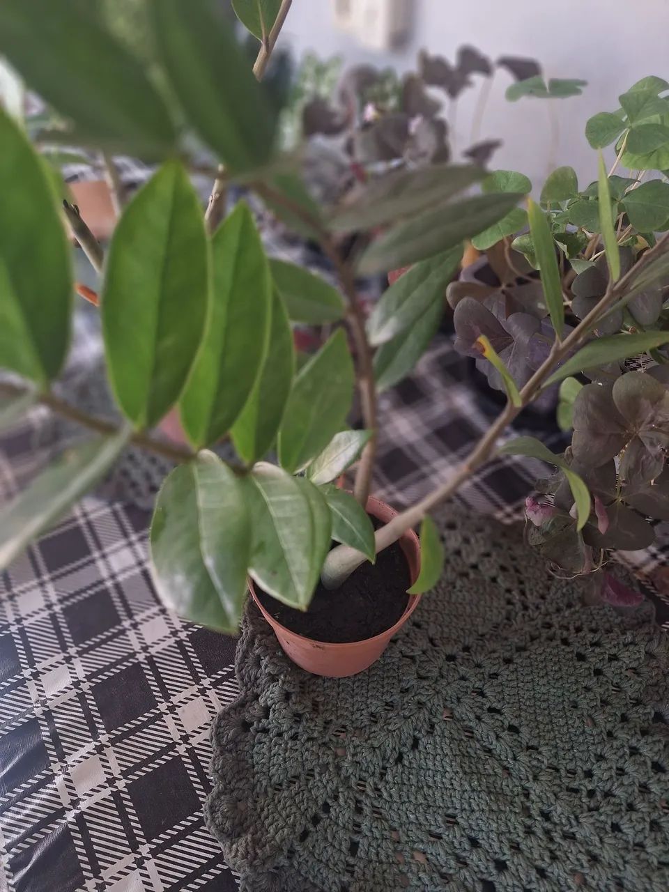 Muda de zamioculcas 