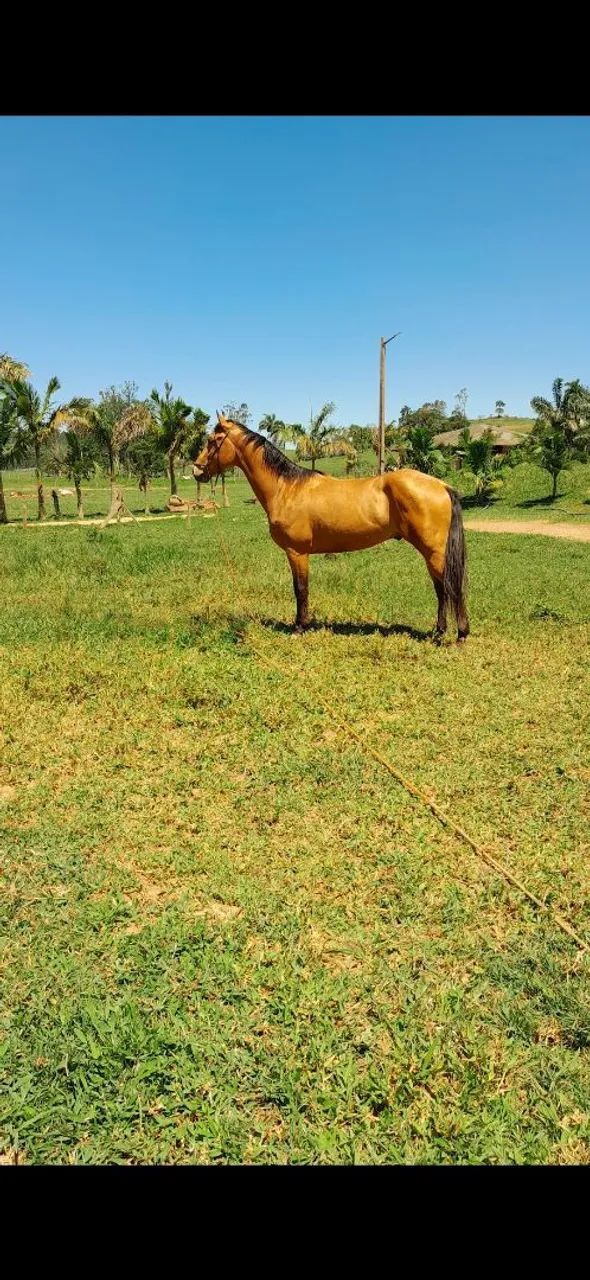Cavalo quarto de milha  - Foto 3
