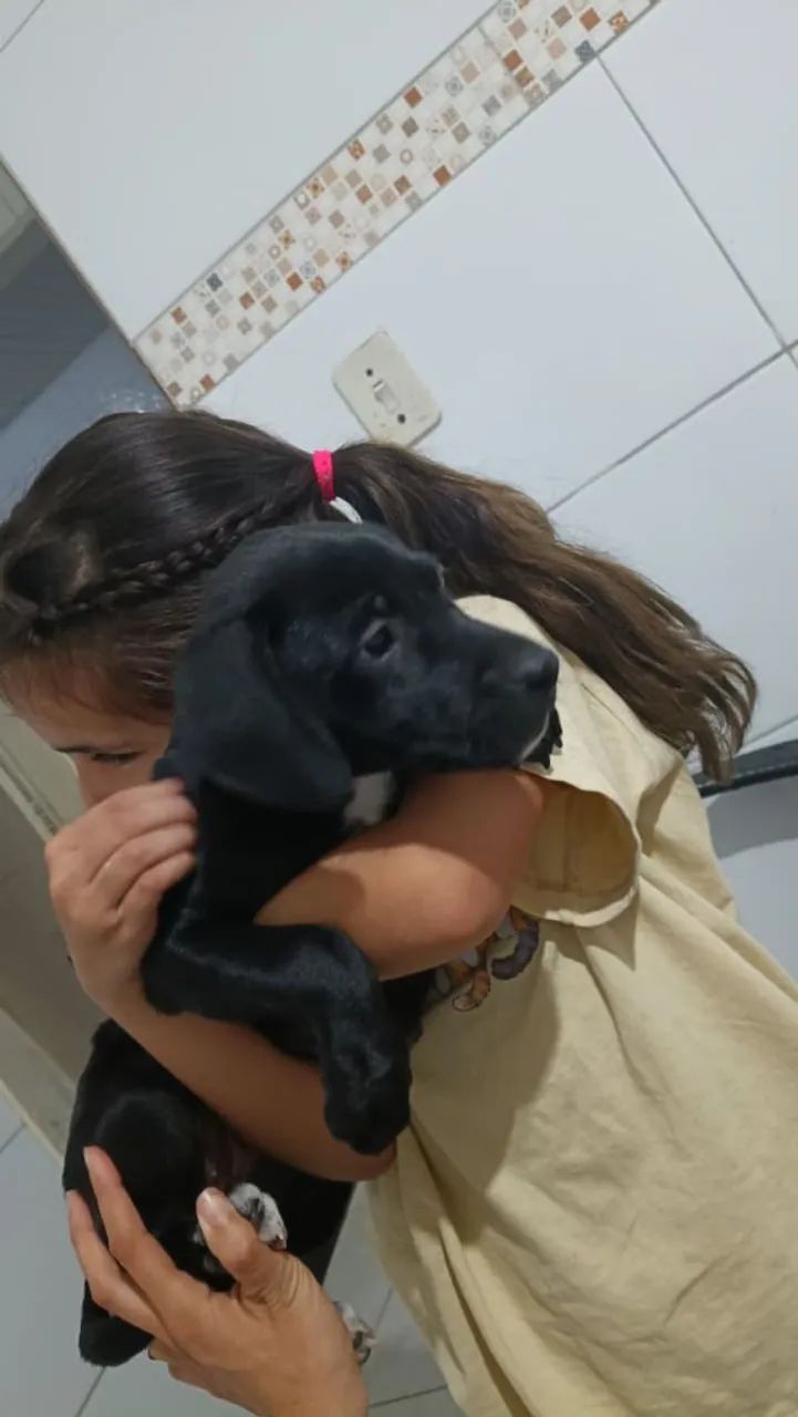 Cachorra fêmea  - Foto 4