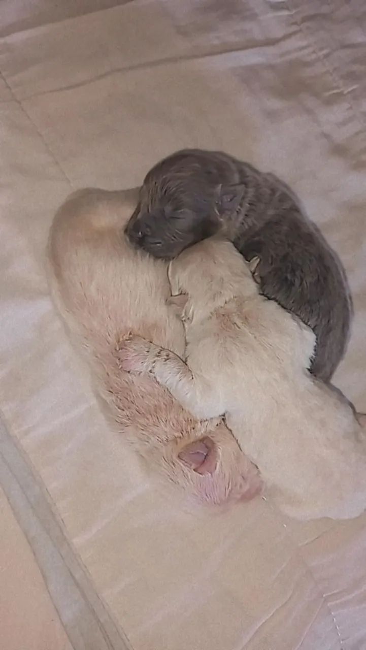 Chowchow filhote. - Foto 4