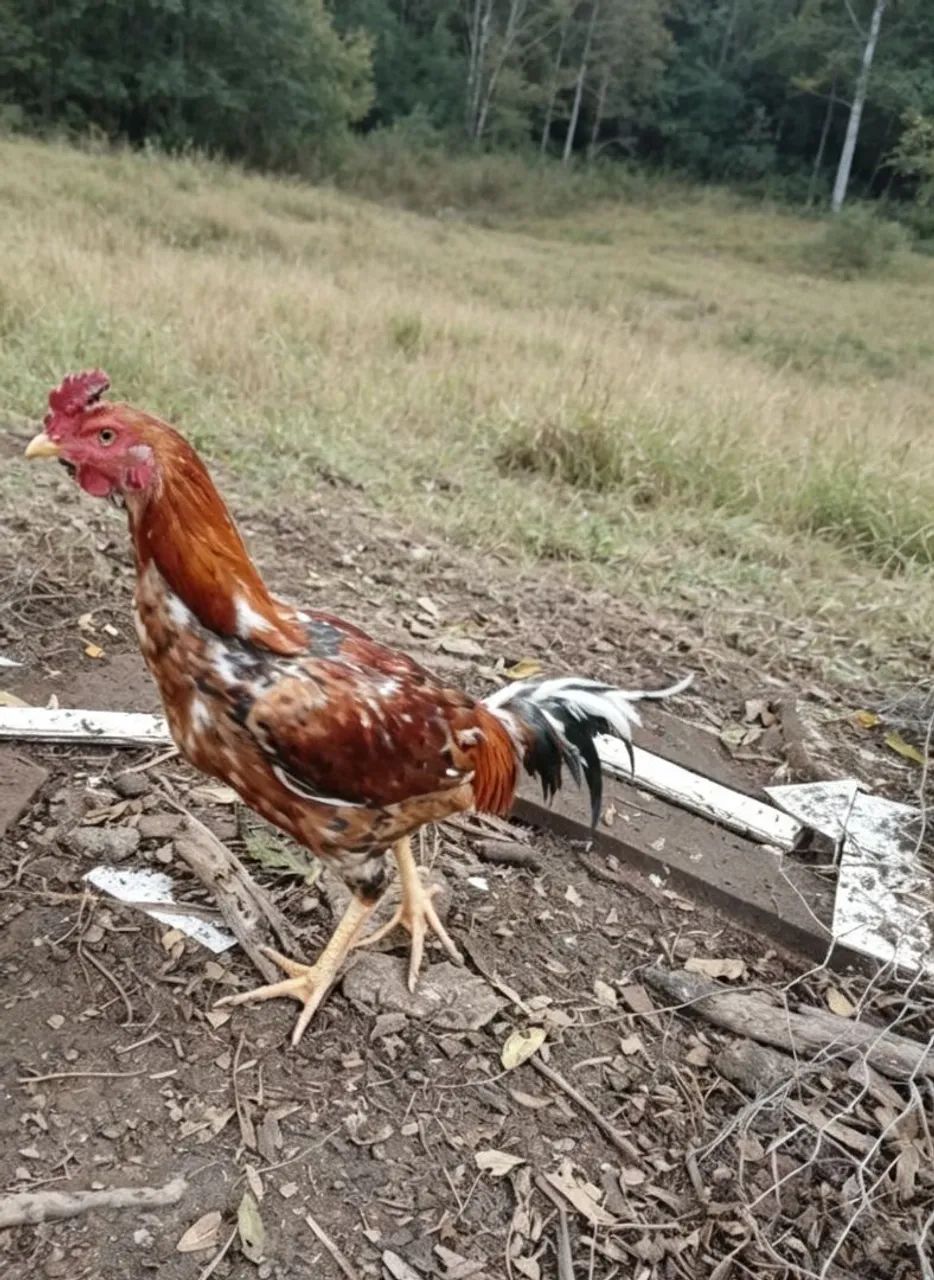 Galo 