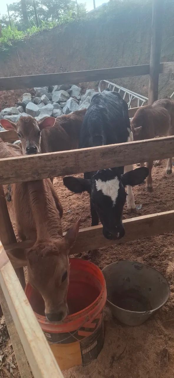 Vendo vaca e terneiros - Foto 4
