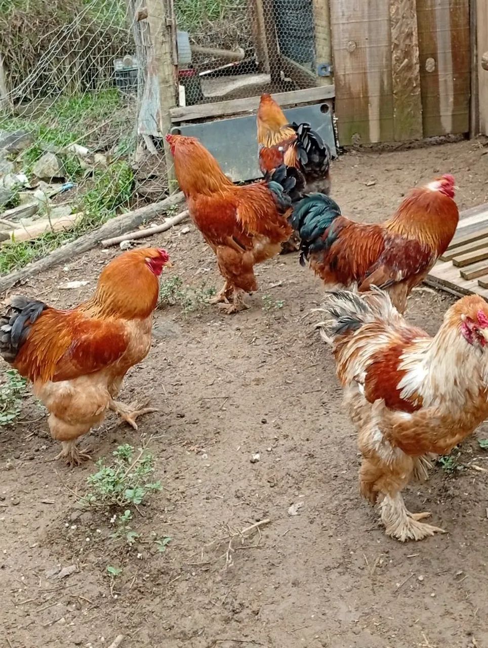 Galos brahmas - Foto 5