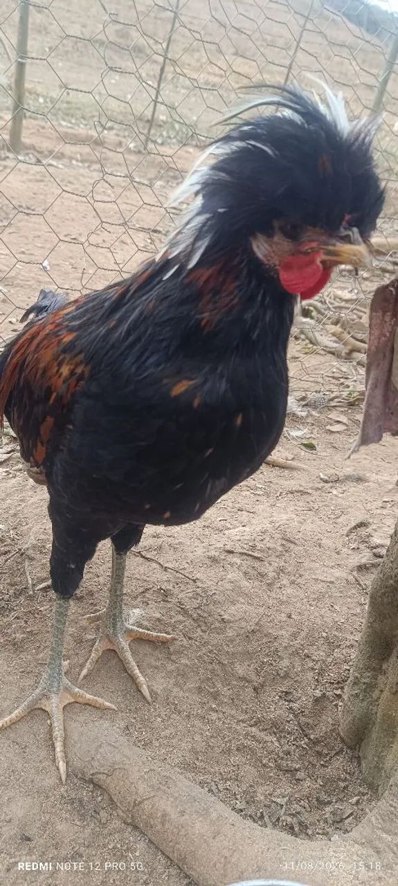 Vendo frango polonês  - Foto 2